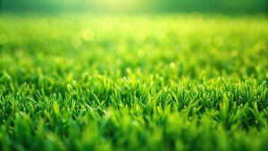 JLH Lawncare and Snow Removal Ludington